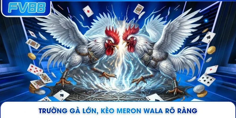 Trường gà lớn, kèo Meron Wala rõ ràng
